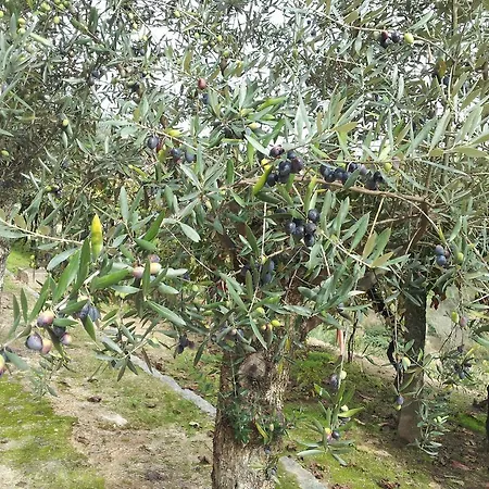 Guest house Casa Do Escoivo 3*