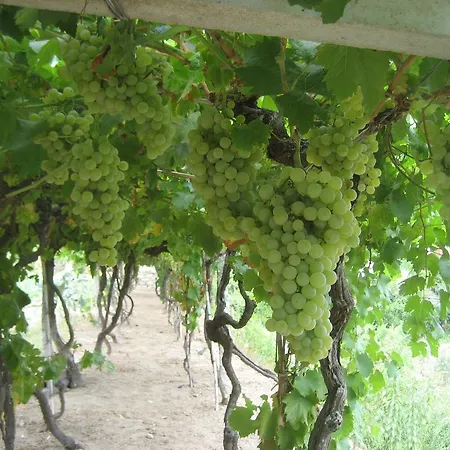 Guest house Casa Do Escoivo