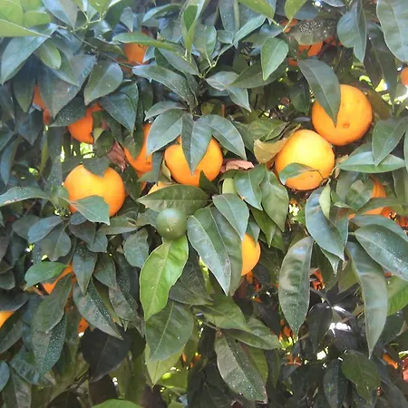 Pensionat Casa Do Escoivo