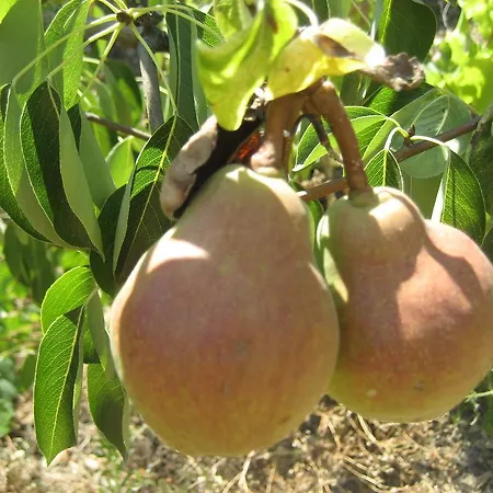Pensionat Casa Do Escoivo Loivos da Ribeira