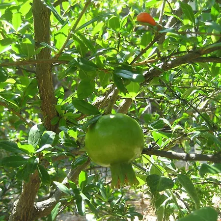 Guest house Casa Do Escoivo 3*