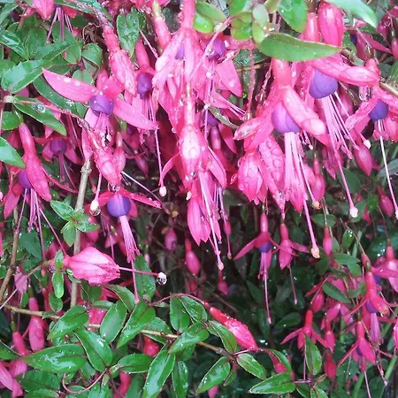 Guest house Casa Do Escoivo Loivos da Ribeira