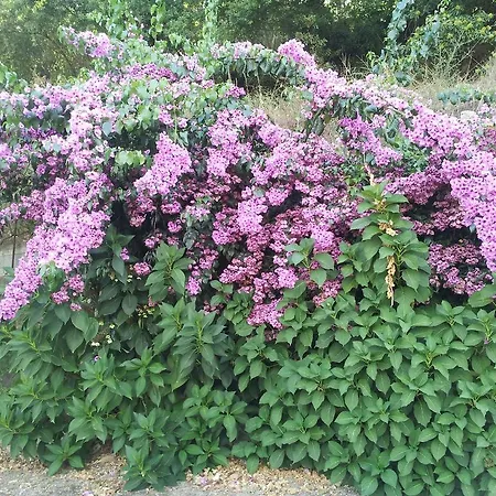 Pensionat Casa Do Escoivo