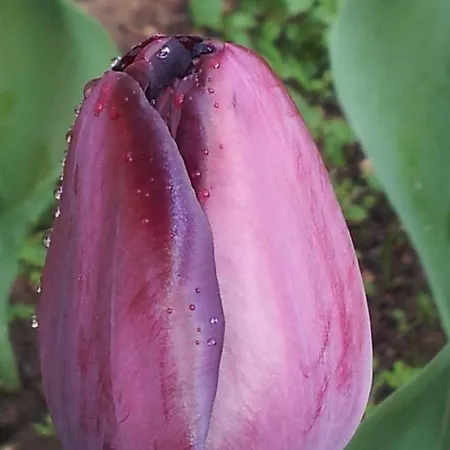 Guest house Casa Do Escoivo