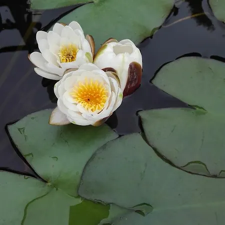 Casa Do Escoivo Guest house Loivos da Ribeira