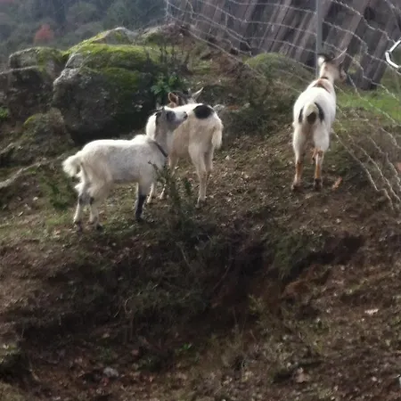 Casa Do Escoivo 3* Loivos da Ribeira