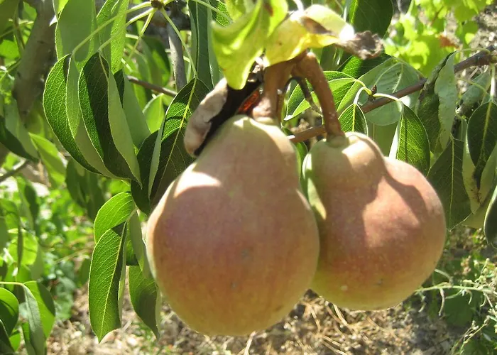 Gasthuis Casa Do Escoivo Loivos da Ribeira