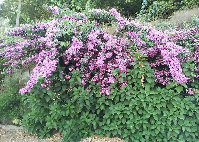 Pensión Casa Do Escoivo