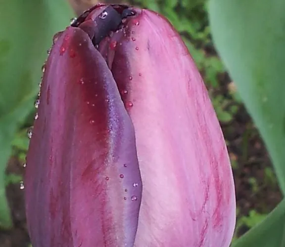 게스트하우스 Casa Do Escoivo