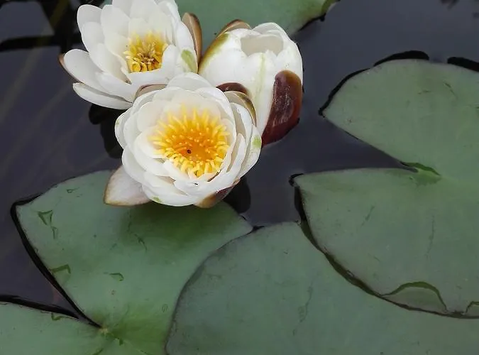 Casa Do Escoivo 게스트하우스 Loivos da Ribeira