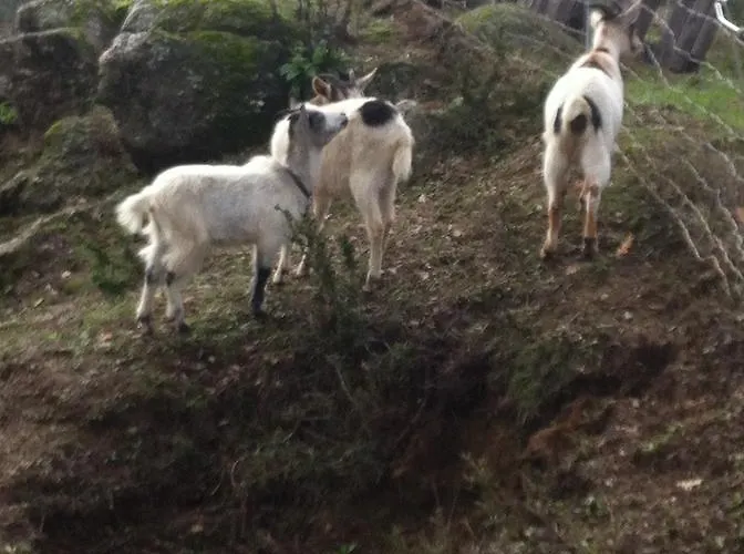 Casa Do Escoivo 3* Loivos da Ribeira